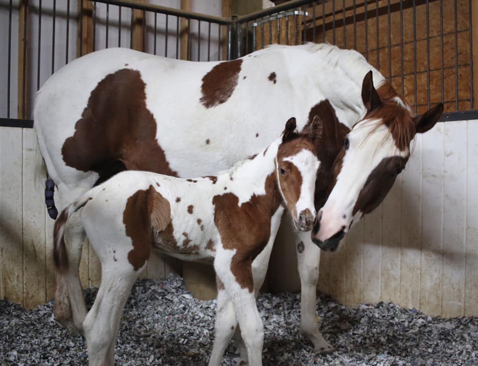 sorrel tovero colt foals